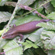 Eutropis. Wikimedia Commons